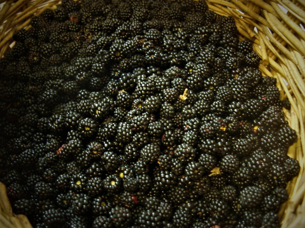 Agriturismo Becerca Vegan Serra San Quirico Екстериор снимка